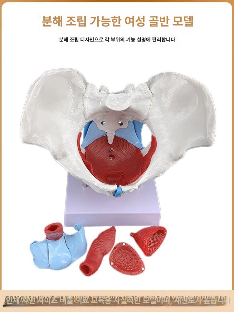 해부학 골반모형 인체모형 교육 척추모형 뼈모형 골격 스켈레톤 실습용 - 상세 이미지 4