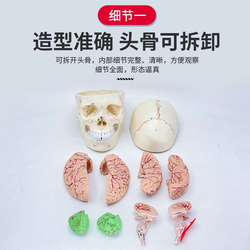 두개골 전신 미술 교육용 표본 실습 교구 머리 뼈 컬러 해골모형 구강구조 인체골격 - 상세 이미지 3
