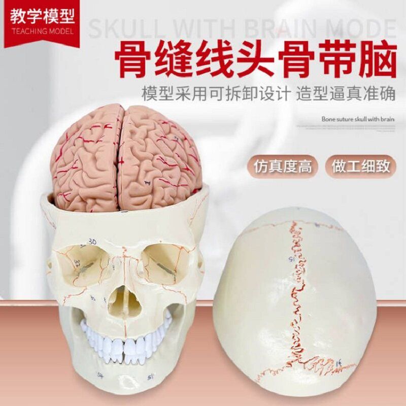 두개골 전신 미술 교육용 표본 실습 교구 머리 뼈 컬러 해골모형 구강구조 인체골격 - 상세 이미지 2