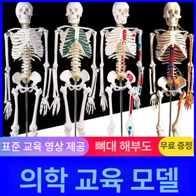 전신 뼈모형 교육 인체 교구 스켈레톤 해부학 실습용 골격모형 해부도 학습 척추 - 상세 이미지 4