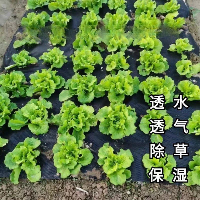 유공부직포 덮개 제초 농업용 채소 잡초방지 멀칭비닐 통기성 농사용 방초포 잔디천 - 상세 이미지 3