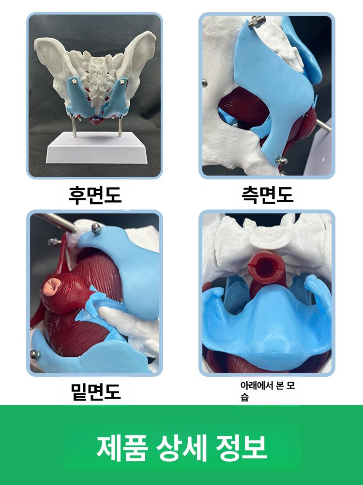 해부학 모형 신체 의학 정형외과 대퇴골 교육용 모델 여성골반 흉곽 - 상세 이미지 4