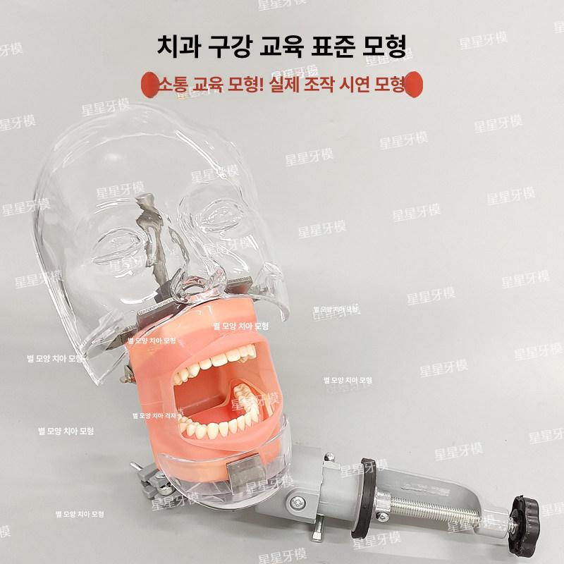 치과실습 모형 연습 환자 덴티폼 수술 헤드 잇몸 구강 교육용 교육 모델 실리콘 치과 - 상세 이미지 4