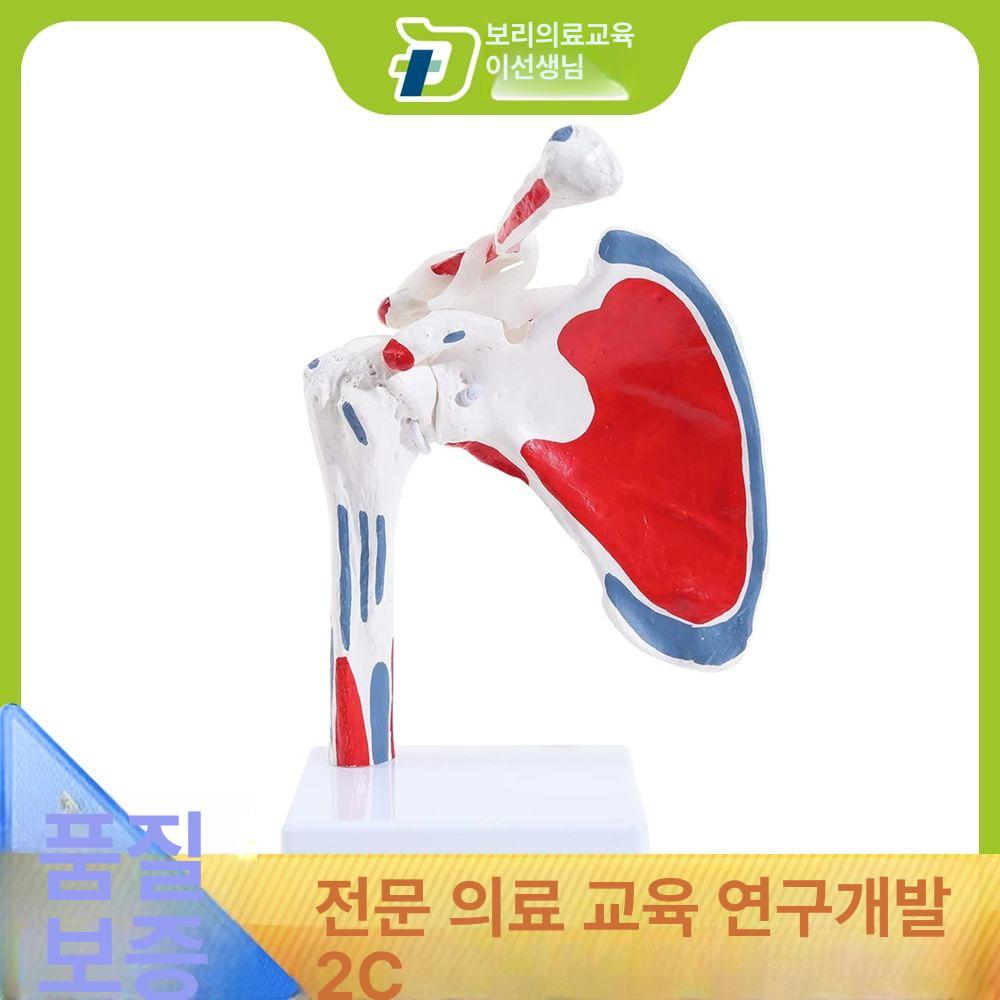 근육 어깨관절모형 쇄골 어깨뼈 병원 상완골 움직이는 과학실 인대포함 표본 의학교육 - 상세 이미지 2