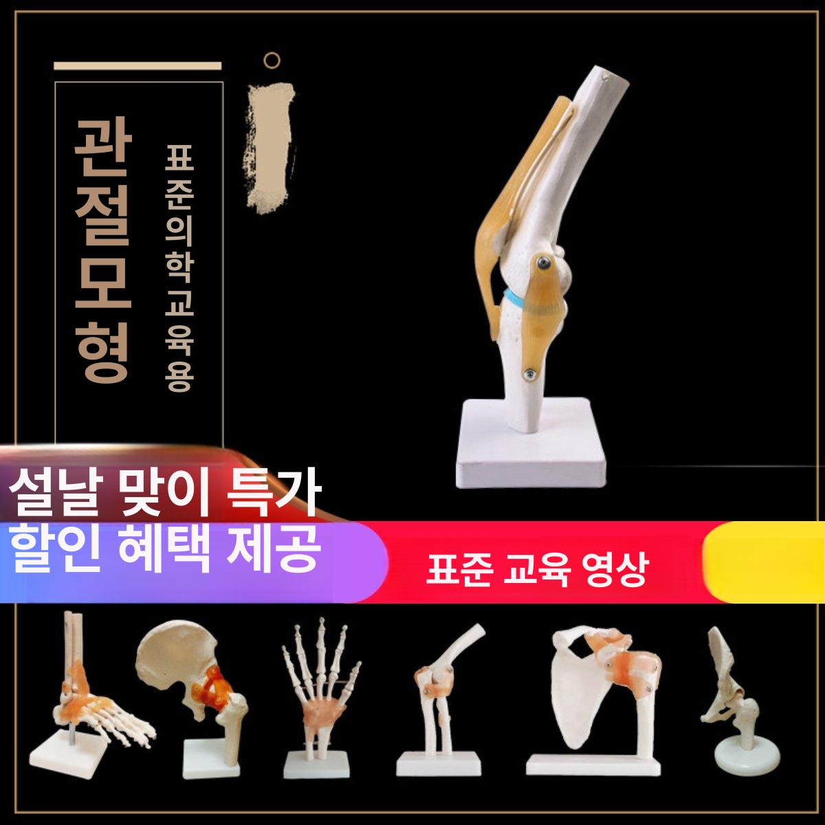 인체해부학 교육용 모형 골격 근육 관절 구조 무릎 발목 팔꿈치 학습교구 의료용 - 상세 이미지 2