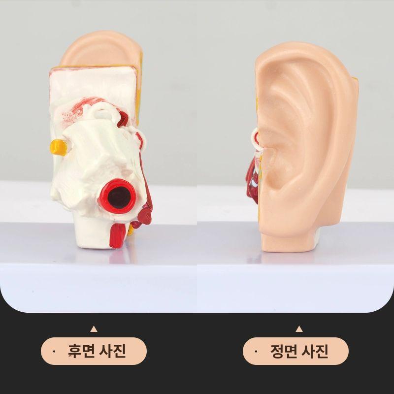 이비인후과 교육 귀모델 의학 인체모형 구조 해부도 과학 청각 귓볼 실습용 - 상세 이미지 4
