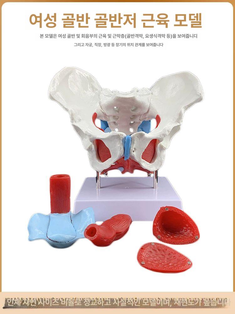 해부학 골반모형 인체모형 교육 척추모형 뼈모형 골격 스켈레톤 실습용 - 상세 이미지 2