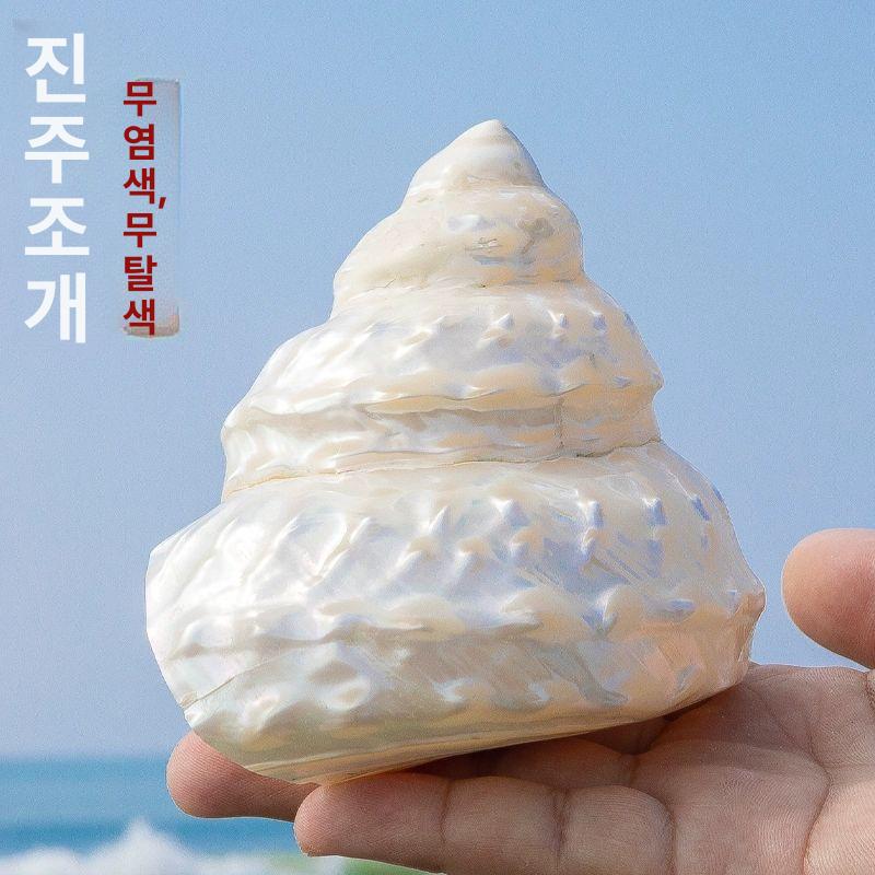 장식용 소라껍질 나팔고둥 껍데기 바닷소리 어항 대형 대형소라 껍질 가능 고동 - 상세 이미지 4