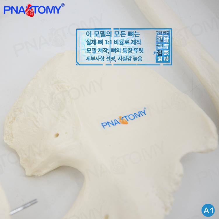 인체 뼈모형 해부학 해골 교육용 관절 의학 척추 학습 학교 의료 표본 스켈레톤 - 상세 이미지 4