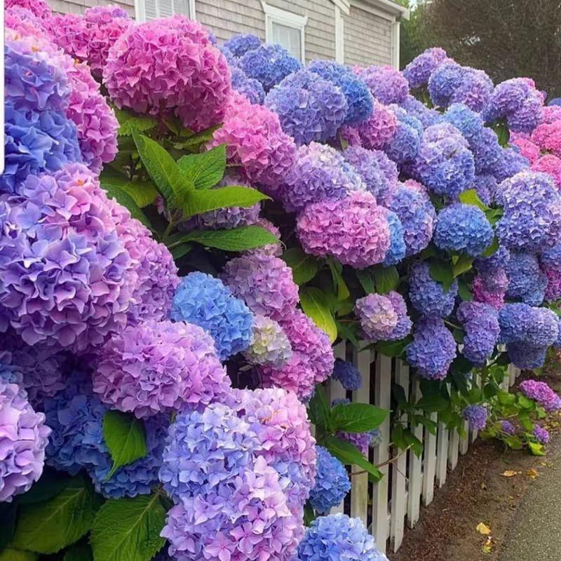 장미 지지대 식물 펜스 덩굴 넝쿨 대형 조립식 철제 오이 행잉 정원 - 상세 이미지 5