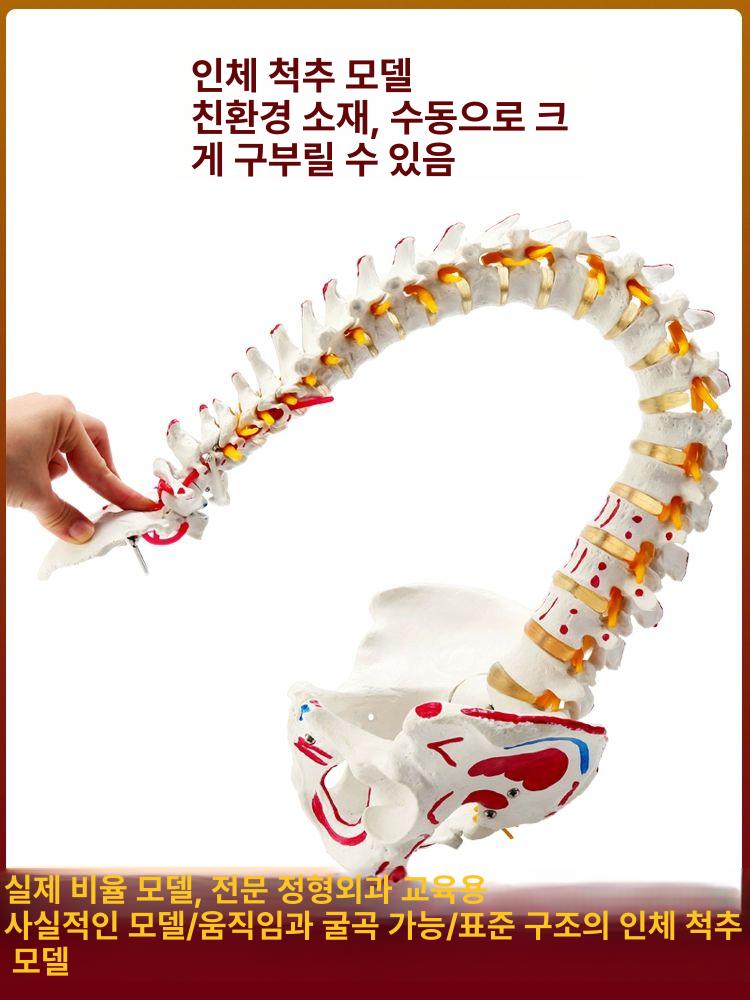 척추 뼈모형 교육 시뮬레이션 골반 교구 구조 디스크 전시용 실습용 신체 한의원 - 상세 이미지 3