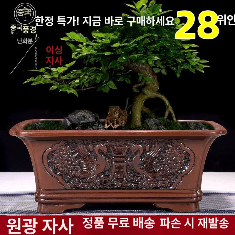분재 화분 장미꽃 인테리어 개화주 랜덤장미 정원조경나무 여름꽃 사계정원장미 - 상세 이미지 2
