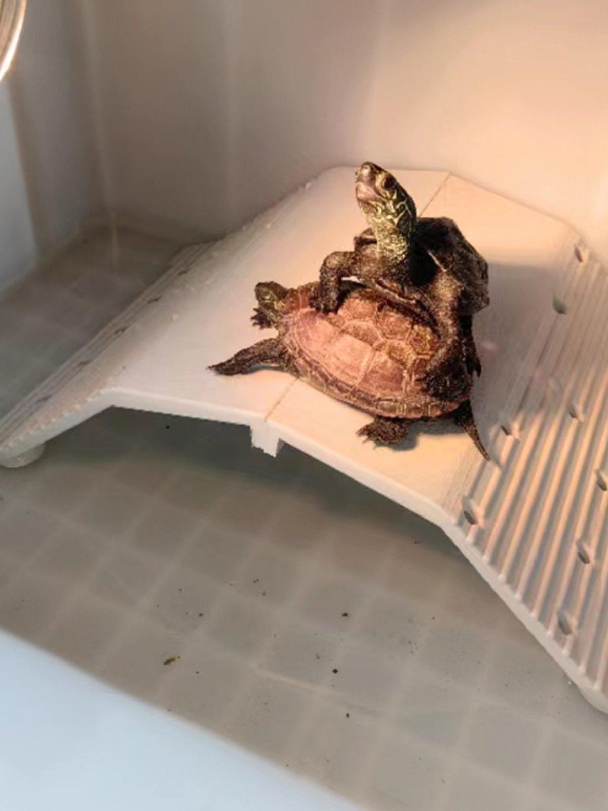 반수생 거북이 육지 서식지 은신처 휴식 쉼터 어항 사다리 테라리움 키우기 - 상세 이미지 4
