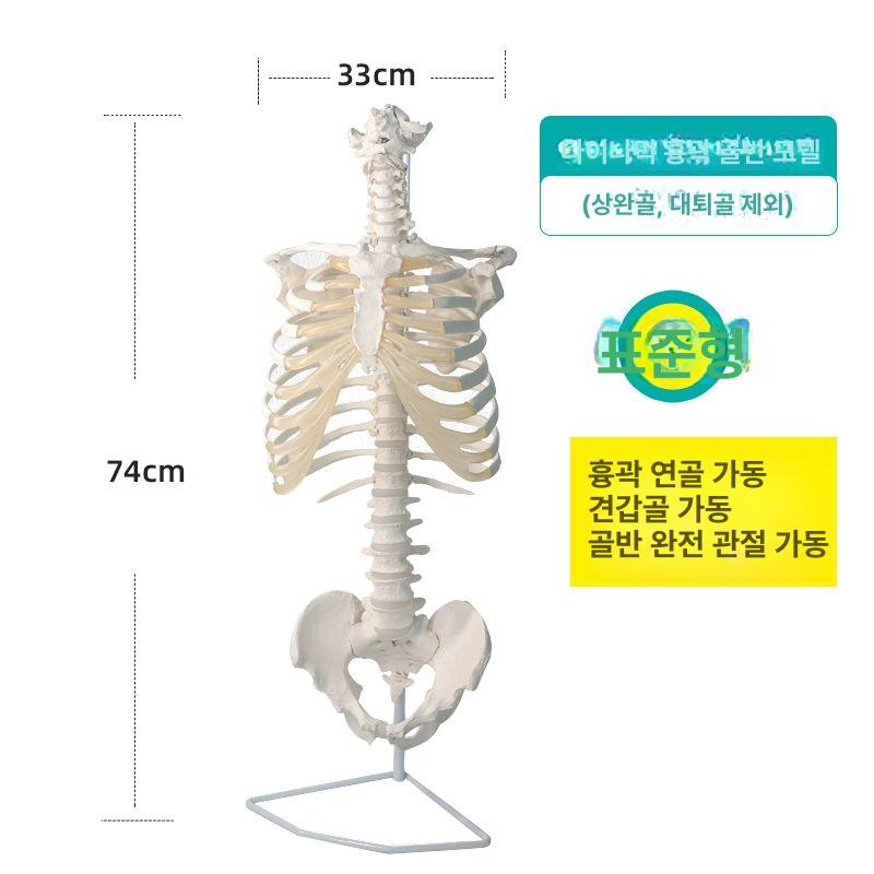 인체해부모형 척추 골반 갈비뼈 관절 모형 의료교육 해부학 학습교구 화이트 - 상세 이미지 2