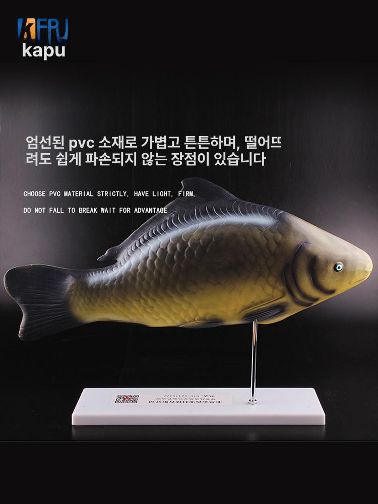 물고기 해부학 교육용 구조 어골 장기 학습 모델 생물학 과학교구 뼈 골격표본 - 상세 이미지 5