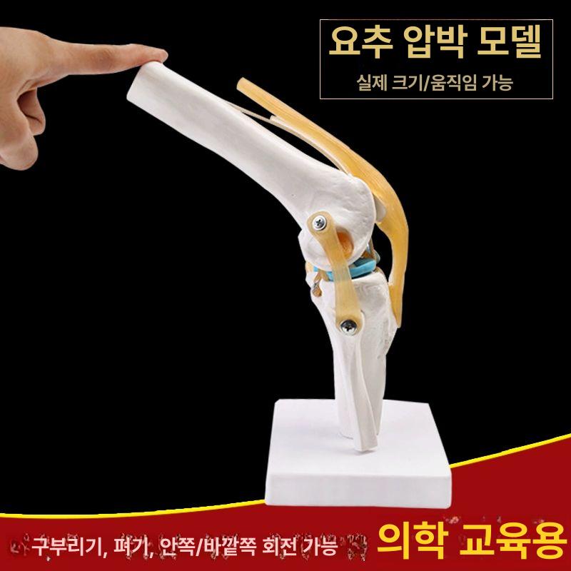 해부학 무릎관절모형 교육용 교구 인대 병원 슬관절 구조 시뮬레이션 슬개골 - 상세 이미지 2