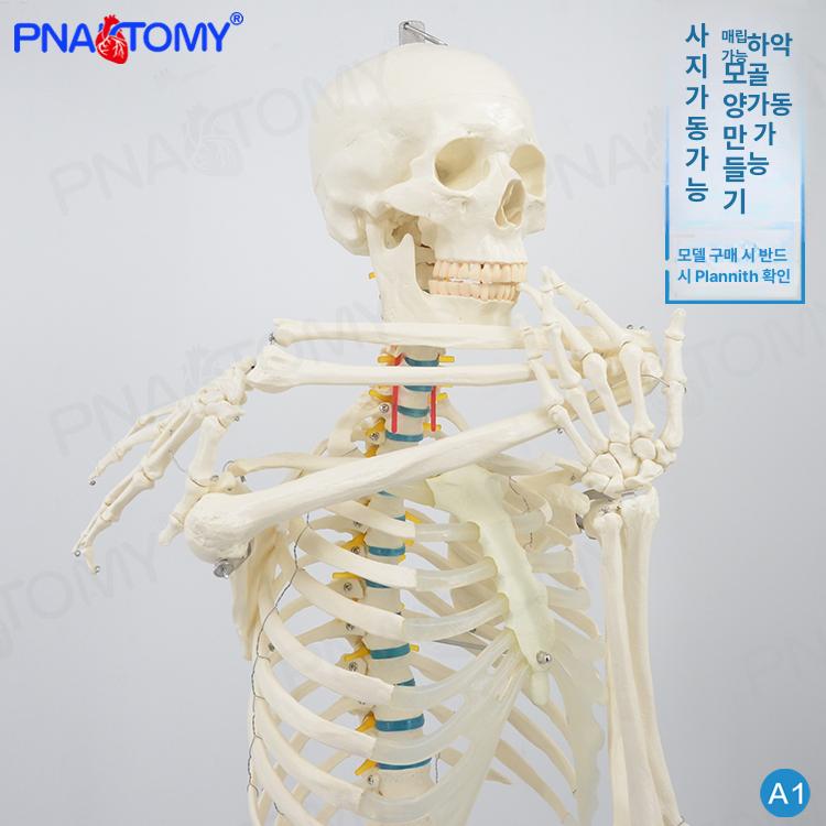 인체 뼈모형 해부학 해골 교육용 관절 의학 척추 학습 학교 의료 표본 스켈레톤 - 상세 이미지 3
