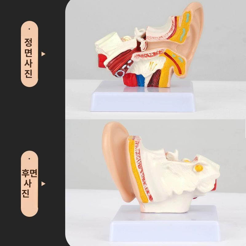 이비인후과 교육 귀모델 의학 인체모형 구조 해부도 과학 청각 귓볼 실습용 - 상세 이미지 3
