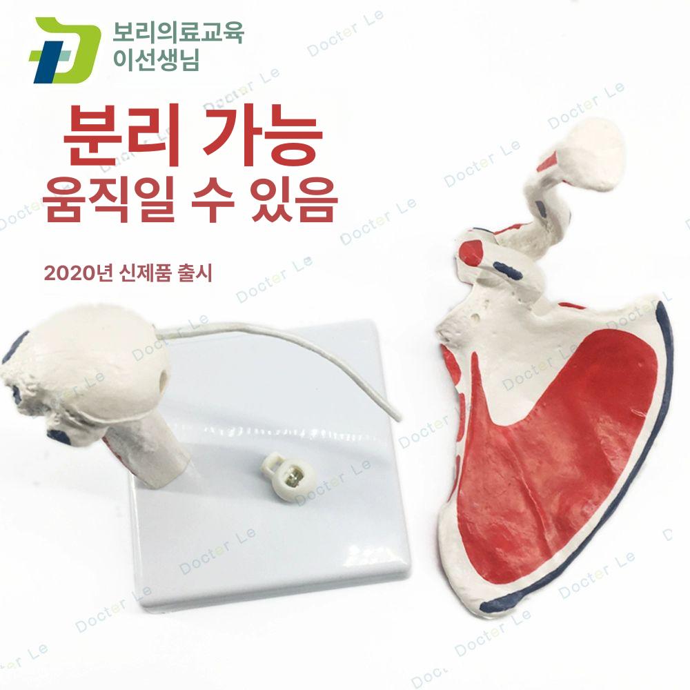 근육 어깨관절모형 쇄골 어깨뼈 병원 상완골 움직이는 과학실 인대포함 표본 의학교육 - 상세 이미지 3