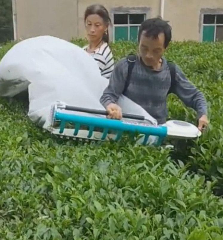 찻잎따는기계 나뭇잎 녹차 충전식 채엽기 따는 트리머 휴대용 차따기 차 잎 - 상세 이미지 2
