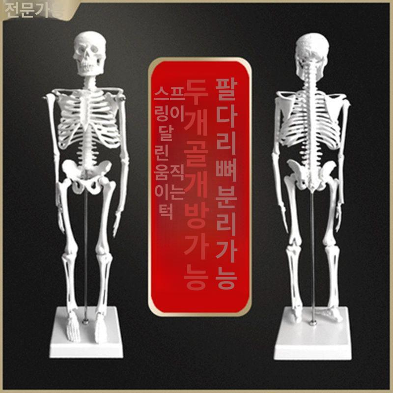 전신 뼈모형 교육 인체 교구 스켈레톤 해부학 실습용 골격모형 해부도 학습 척추 - 상세 이미지 3