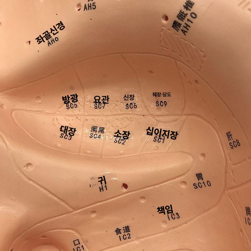 3D 인체모형 귀 모델 지압점 해부학 실험실 모형 인체 인체해부학 - 상세 이미지 2
