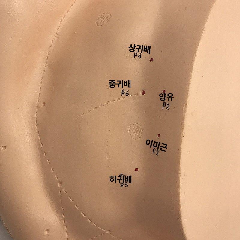 3D 인체모형 귀 모델 지압점 해부학 실험실 모형 인체 인체해부학 - 상세 이미지 5