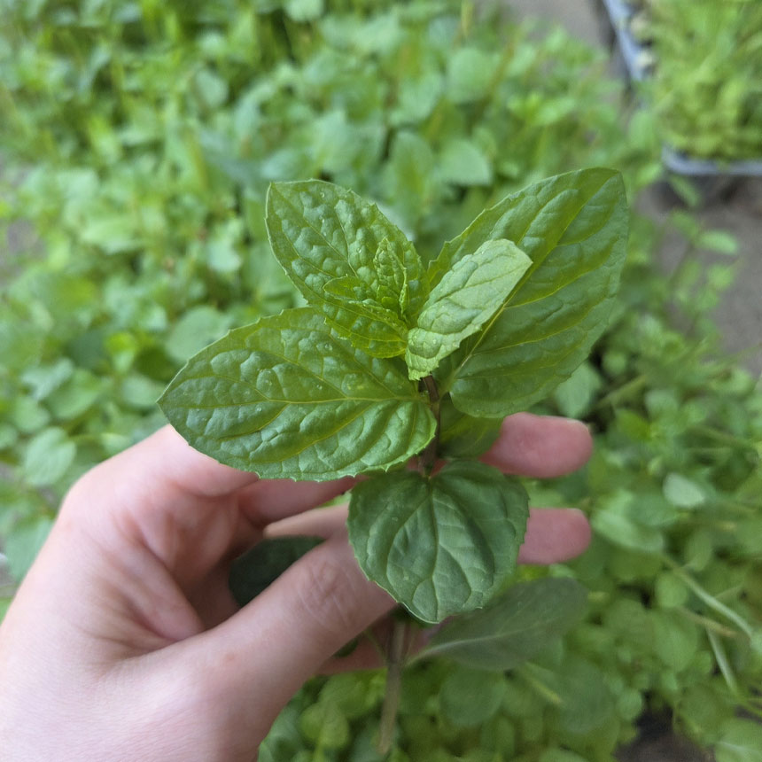 중량 10% UP 산지직송 스피아민트 500g 서산자연농원 - 상세 이미지 3