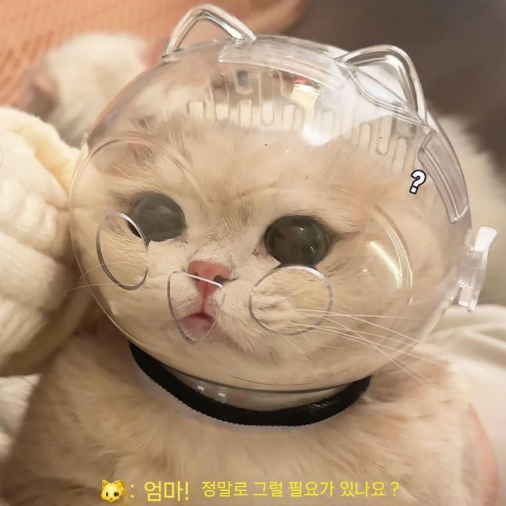 제거용 풋브러쉬 발바닥 발각질제거기 양면 풋파일발각질제거 뒷꿈치 발뒤꿈치 굳은살 발뒷꿈치 소형 고양이 후드 (2.5-5kg) - 상세 이미지 2