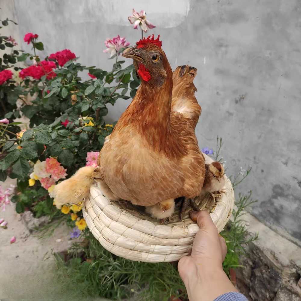 닭모형 닭조형물 장닭 풍수 전시 장식 가짜 정원 펜션 수닭 찾는 치킨 암탉 발톱 선물 - 상품 이미지