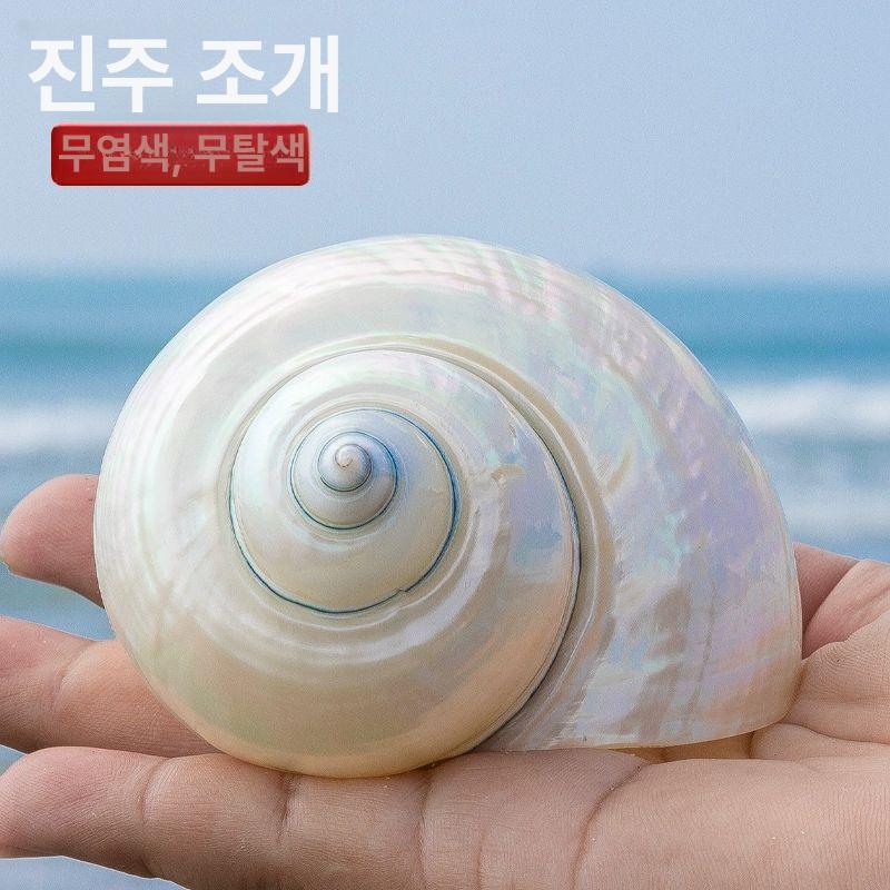 장식용 소라껍질 나팔고둥 껍데기 바닷소리 어항 대형 대형소라 껍질 가능 고동 - 상세 이미지 3