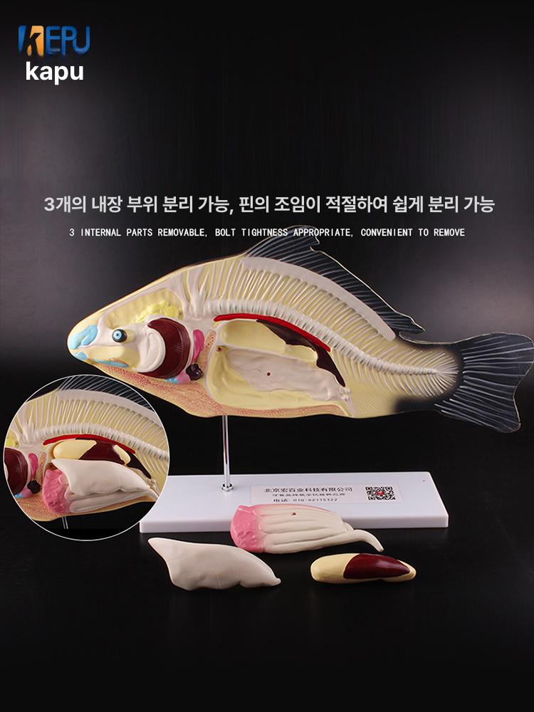 물고기 해부학 교육용 구조 어골 장기 학습 모델 생물학 과학교구 뼈 골격표본 - 상세 이미지 4