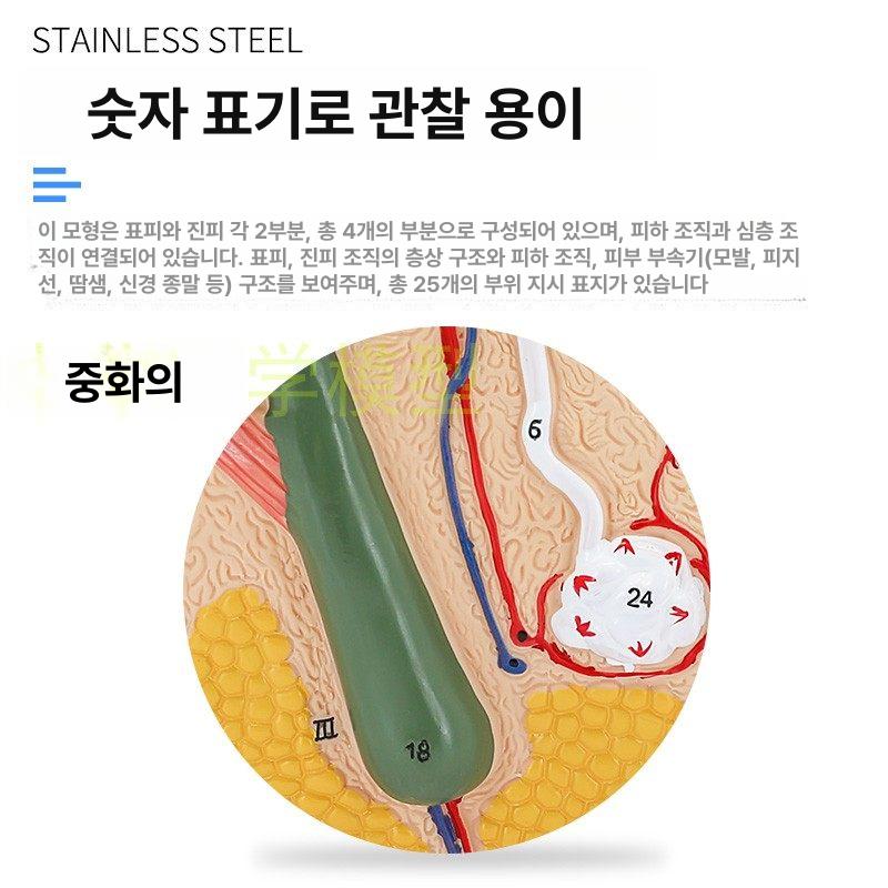 실습용 모형 피부단면 모델 해면조직 인체 교육용 해부학 단면도 모근 혈관 피부조직 - 상세 이미지 4