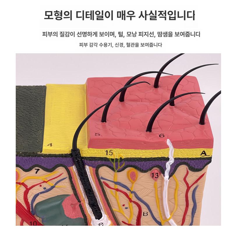피부층 모형 교육용 인체 해부도 진피 조직 인체모형 해부도 의료용 - 상세 이미지 3