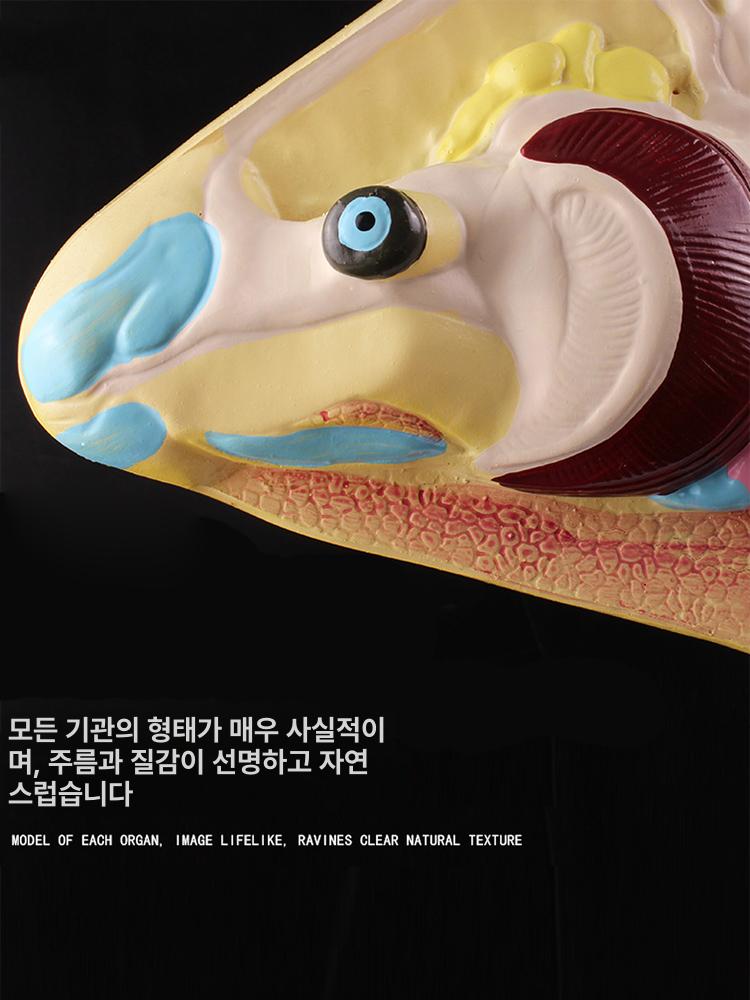 물고기 해부학 교육용 구조 어골 장기 학습 모델 생물학 과학교구 뼈 골격표본 이미지 6