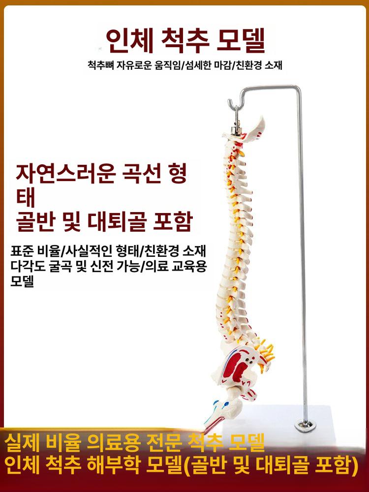척추 뼈모형 교육 시뮬레이션 골반 교구 구조 디스크 전시용 실습용 신체 한의원 - 상세 이미지 5