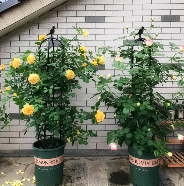 정원 포도 식물 과일 조류 고정 해충 원예 덩굴 도구 사과 지주대 액세서리 심기 - 상품 이미지