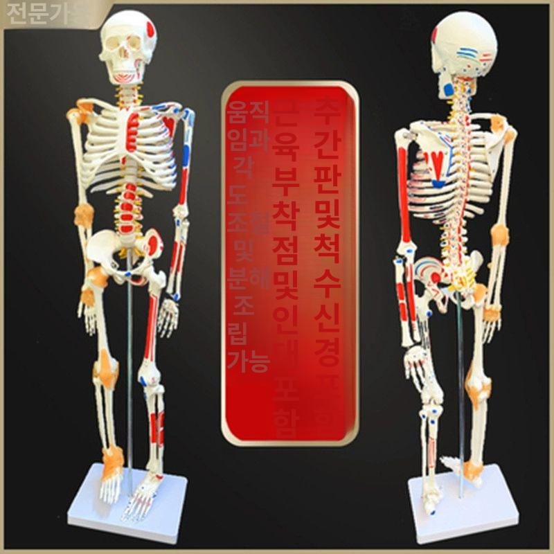 전신 뼈모형 교육 인체 교구 스켈레톤 해부학 실습용 골격모형 해부도 학습 척추 - 상세 이미지 2
