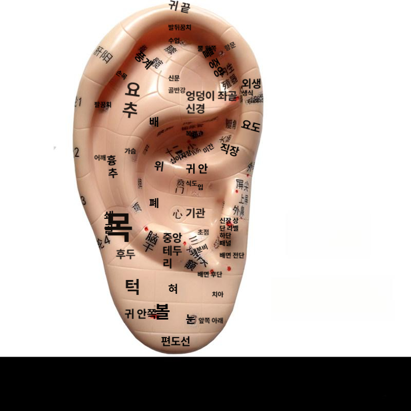 마사지 교구 귀모형 한의원 이혈 안마 침술 지압점 귀 혈점 소형 혈자리 교육판 - 상세 이미지 2