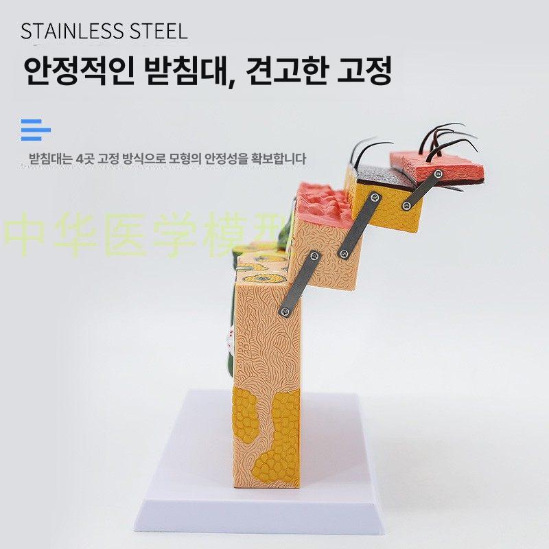 실습용 모형 피부단면 모델 해면조직 인체 교육용 해부학 단면도 모근 혈관 피부조직 - 상세 이미지 3