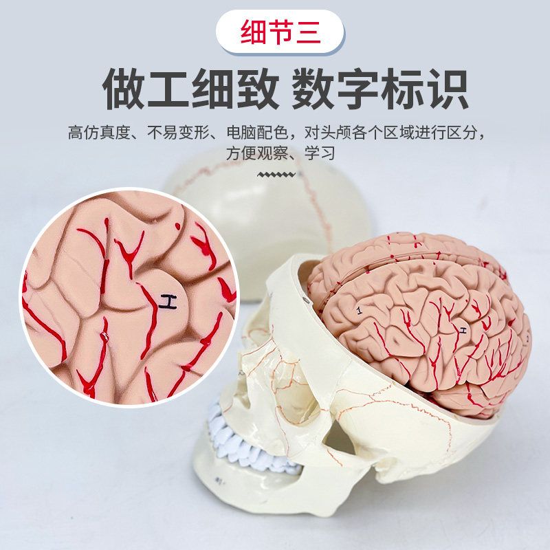두개골 전신 미술 교육용 표본 실습 교구 머리 뼈 컬러 해골모형 구강구조 인체골격 - 상세 이미지 4