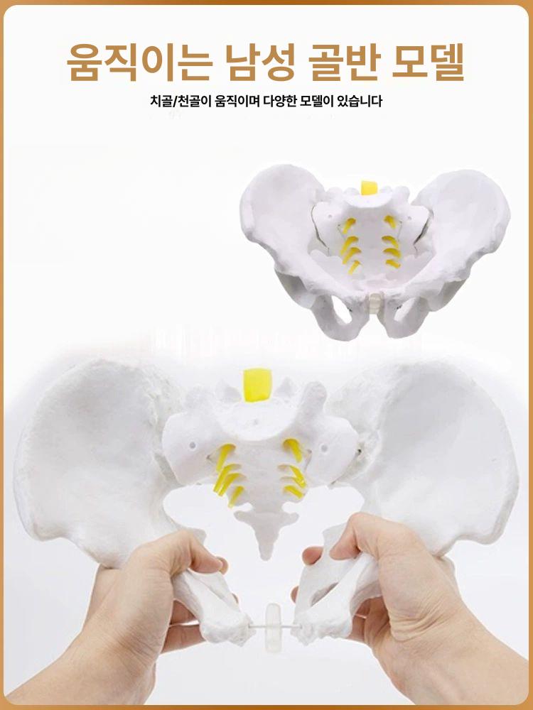 해부학 골반모형 인체모형 교육 척추모형 뼈모형 골격 스켈레톤 실습용 - 상세 이미지 5