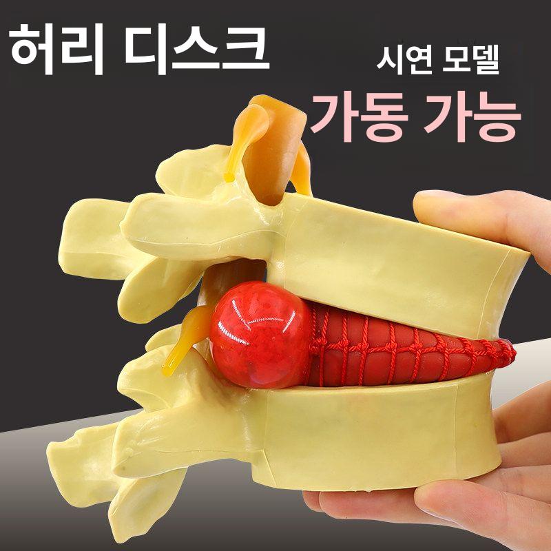 척추 허리 골반 골격 뼈 모형 병원 의료 교육용 해부학 인체 모델 대퇴골 요추 - 상세 이미지 2