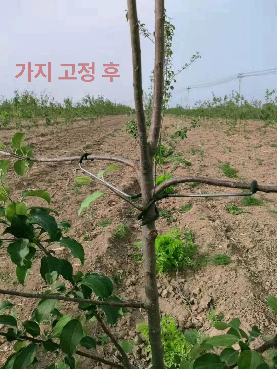사과나무 고정기 농장 농사 농자재 지지대 과수자재 철사 나무가지 슬리브 상부 성형 - 상세 이미지 4