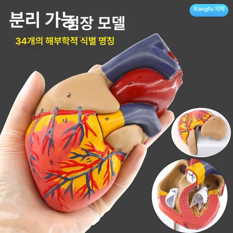 강아지 고양이 심장 해부학 모형 수의학 실습용 교육도구 혈관 혈전 분리식 동물 의학 실험 모델 - 상세 이미지 3