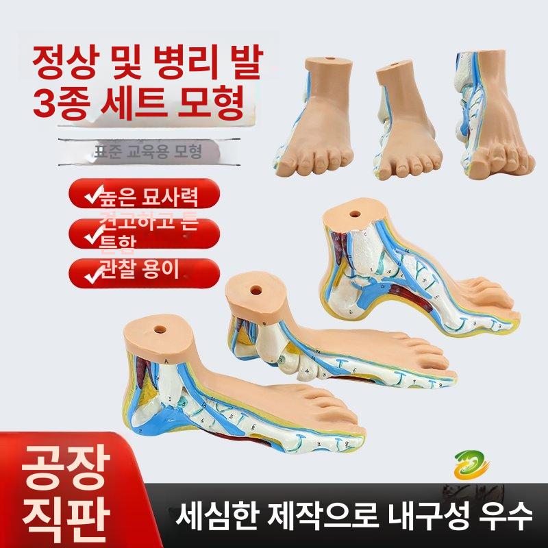 발 근육 해부 모형 평발 교정 골격 인체 구조 학습 교구 3D 해골 모델 - 상세 이미지 2