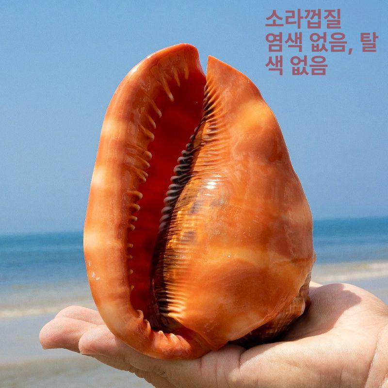 장식용 소라껍질 나팔고둥 껍데기 바닷소리 어항 대형 대형소라 껍질 가능 고동 - 상세 이미지 2