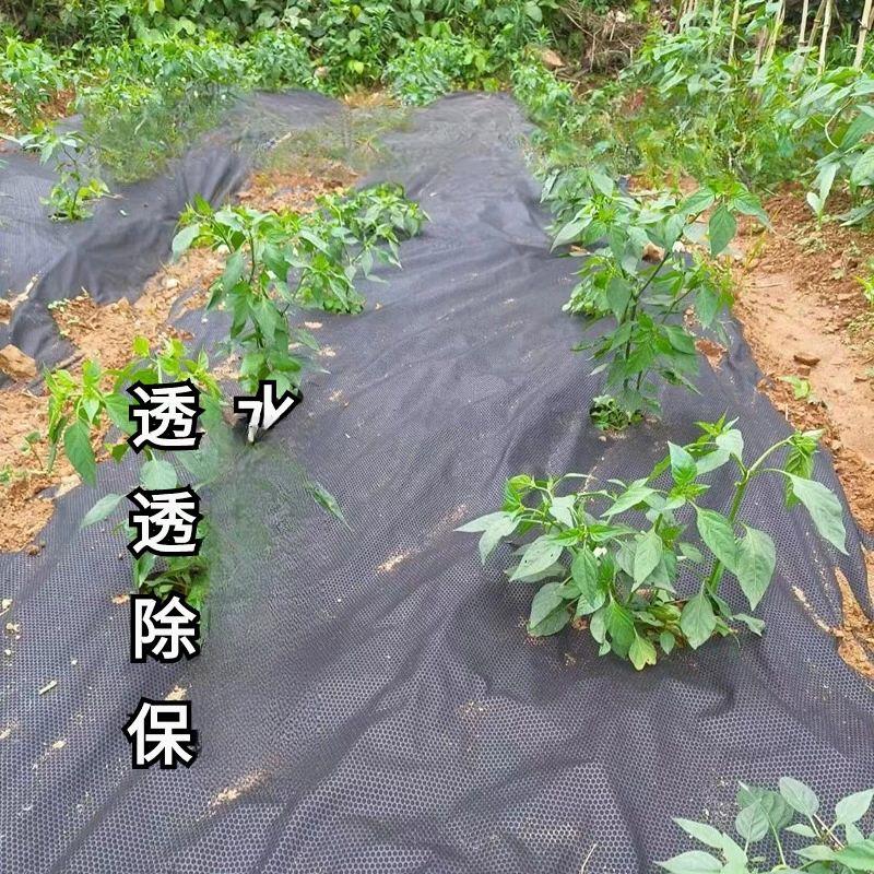 유공부직포 덮개 제초 농업용 채소 잡초방지 멀칭비닐 통기성 농사용 방초포 잔디천 - 상세 이미지 2