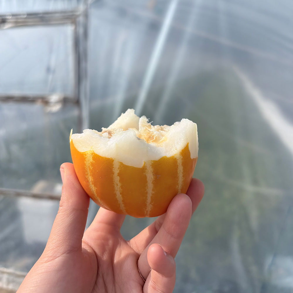 10kg 껍질째 먹는 고당도 성주 꿀 참외 못난이 가정용 선물용 꼬마 고미와성주참외 이미지 4