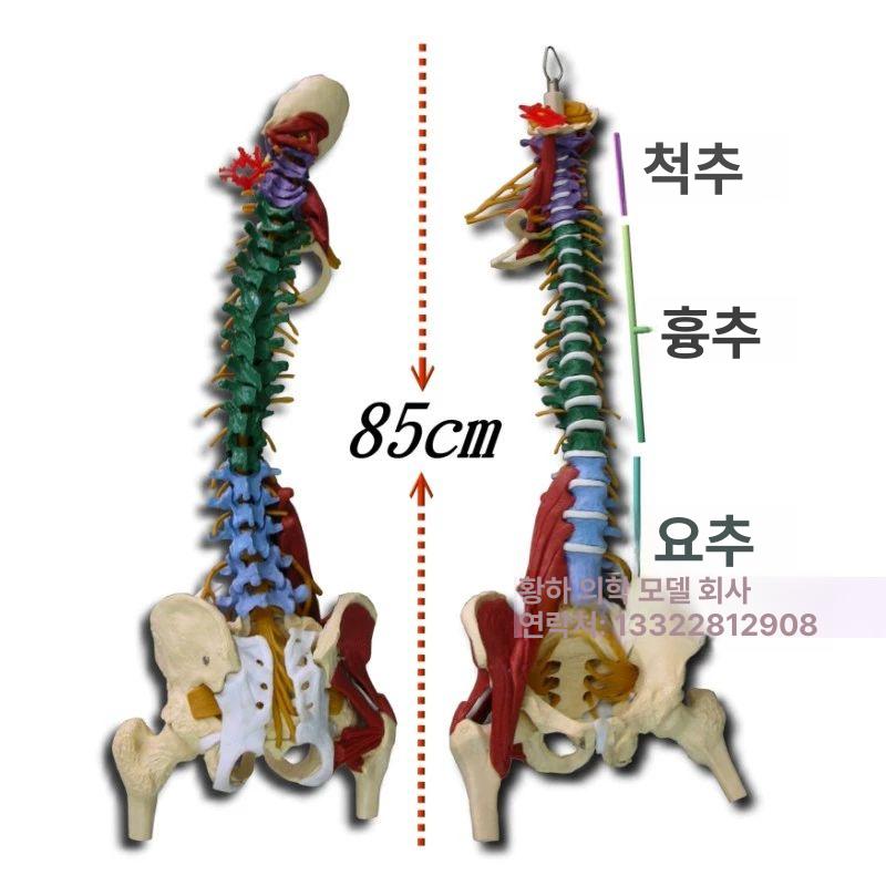 척추 뼈모형 골격 관절 실습 해부학교육 교구 의료용 대퇴골 근육 두개골 추간판 의학 - 상세 이미지 5